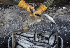 Rūpnieciskās zvejas rīku izsole komerciālajai zvejai