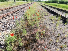 80. gadu kopš 1941. gada 14. jūnija deportācijas Latvijā